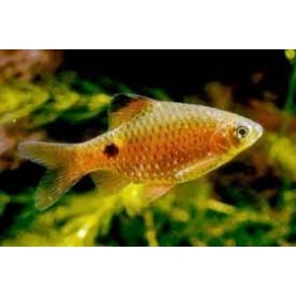 Барбус Солнечный в Зоомагазин "Природа"