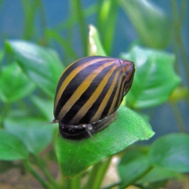 Улитка Неретина зебра в Зоомагазин "Природа"