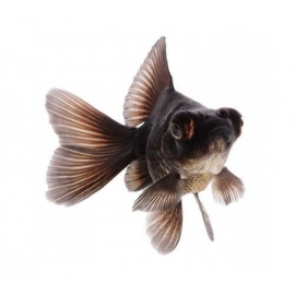 Телескоп в Зоомагазин "Природа"