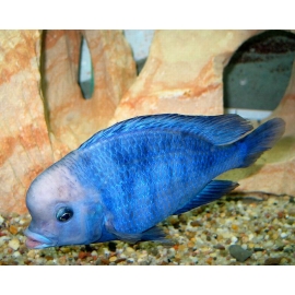 Хаплохромис Дельфин в Зоомагазин "Природа"