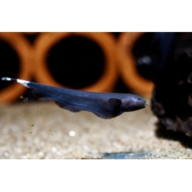 Черный нож в Зоомагазин "Природа"