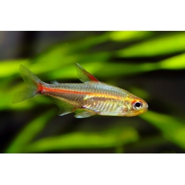 Эритрозонус в Зоомагазин "Природа"