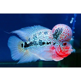 Цихлазома Фловер Хорн Красный дракон в Зоомагазин "Природа"