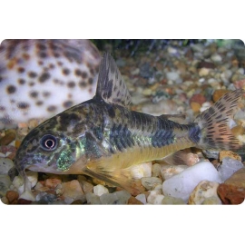 Сом Крапчатый в Зоомагазин "Природа"