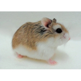 Роборовского хомяк в Зоомагазин "Природа"