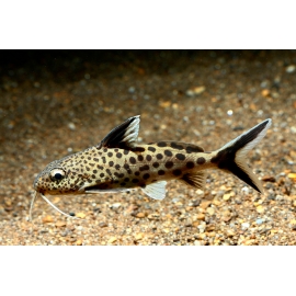 Сом Синодонтис Кукушка в Зоомагазин "Природа"