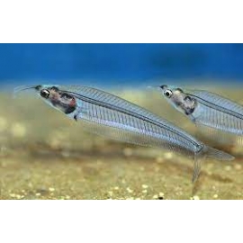 Сом стеклянный в Зоомагазин "Природа"