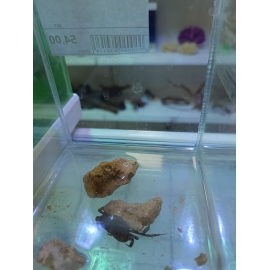 Краб пантера в Зоомагазин "Природа"