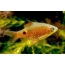 Барбус Солнечный в Зоомагазин "Природа"